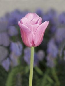 一人で泊まれる宿坊の魅力とおすすめポイントは？